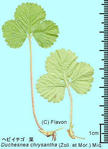 Duchesnea chrysantha (Zoll. et Mor.) Miq. wrC`S t