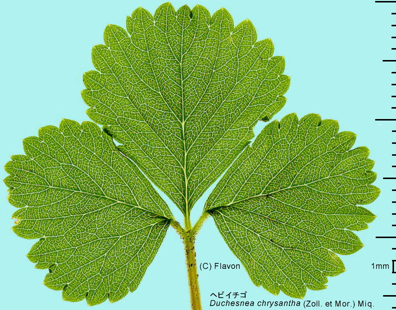 Duchesnea chrysantha (Zoll. et Mor.) Miq. wrC`S t