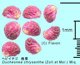 Duchesnea chrysantha (Zoll. et Mor.) Miq. wrC`S 