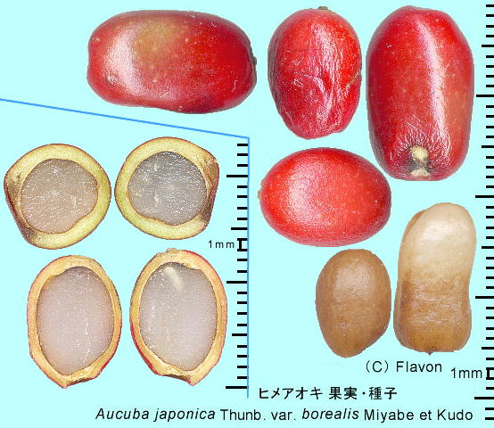 Aucuba japonica Thunb. var. borealis Miyabe et Kudo ヒメアオキ 果実・種子