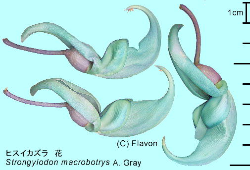 Strongylodon macrobotrys A. Gray ヒスイカズラ 花