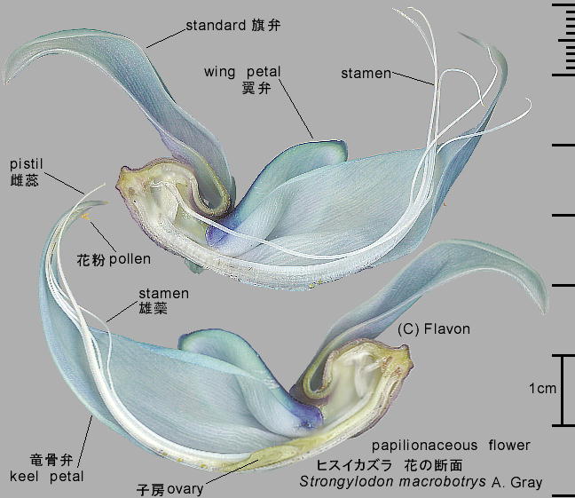 Strongylodon macrobotrys A. Gray ヒスイカズラ 花の断面