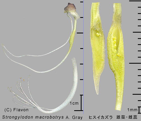 Strongylodon macrobotrys A. Gray ヒスイカズラ 雄蘂・雌蕊