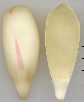 Magnolia obovata zImL ԕ