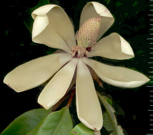 Magnolia obovata zImL 