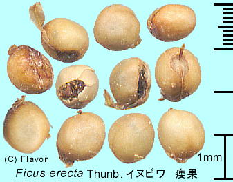 Ficus erecta Thunb. t{̔閧̉ԉFCkr 