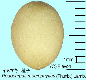 Podocarpus macrophyllus (Thunb.) Lamb. イヌマキ 種子