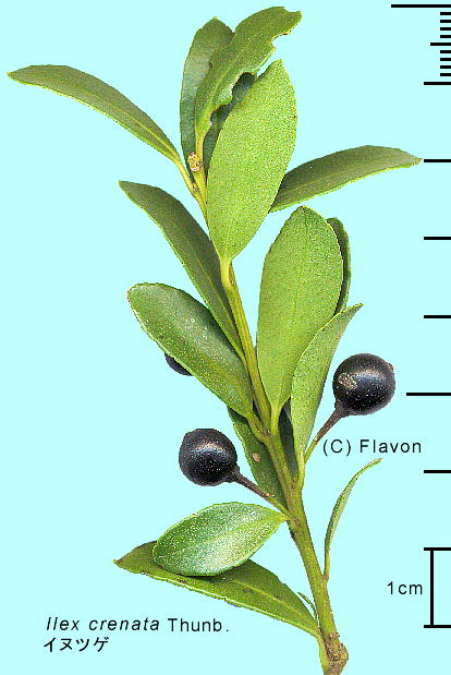 Ilex crenata Thunb. CkcQ ʎE}