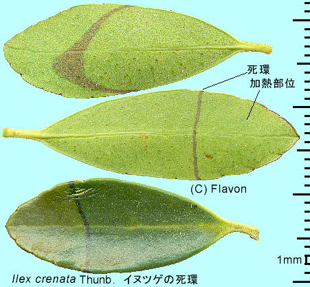 Ilex crenata Thunb. CkcQ t̎