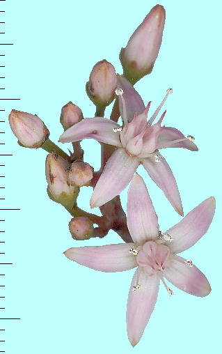 Crassula ovata (Flower) JQc Ԍ 