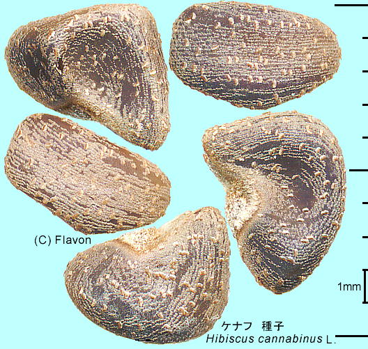 Hibiscus cannabinus L. Pit q