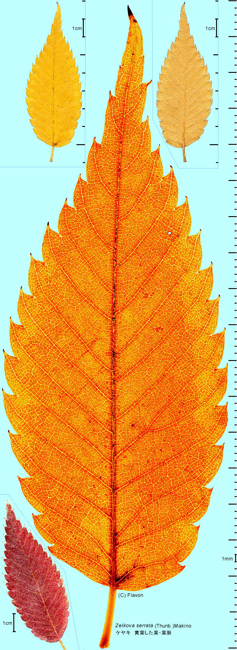 Zelkova serrata (Thunb.) Makino PL t