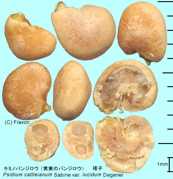 Psidium littorale Raddi 'Lucidum' L~moWE q