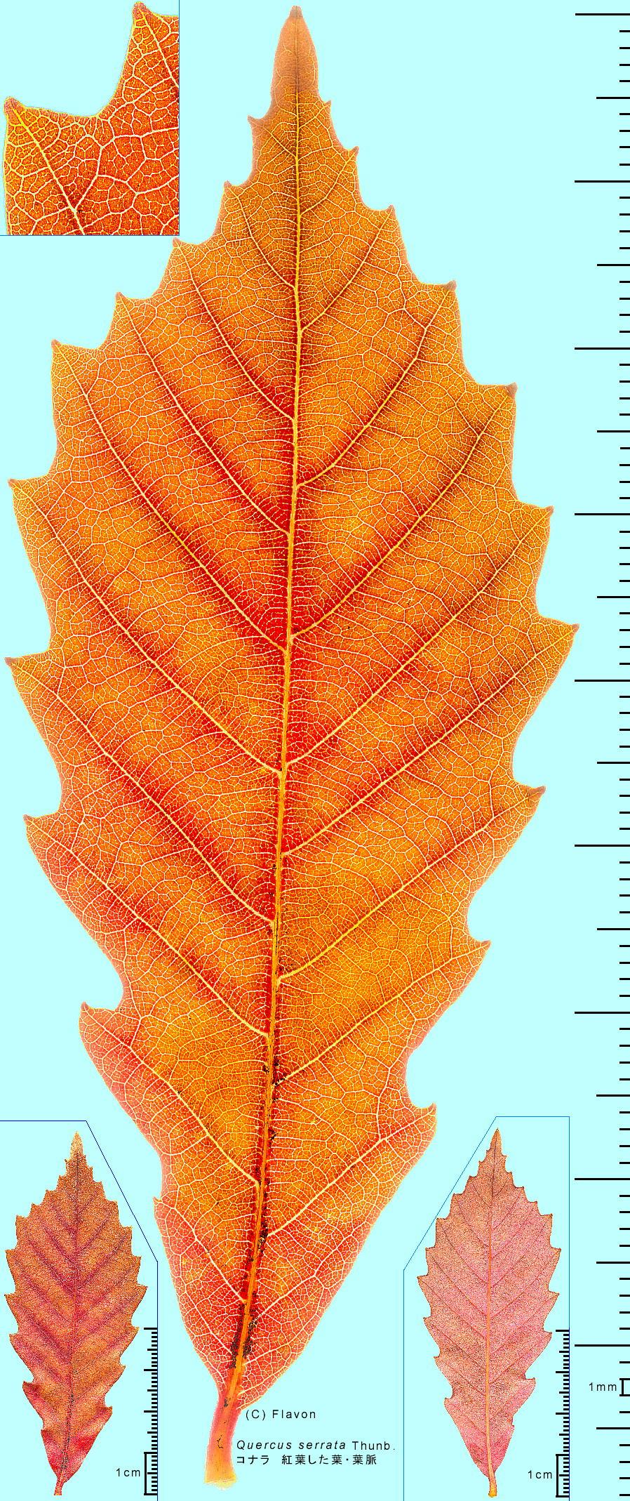 Quercus serrata Murray Ri gttEt
