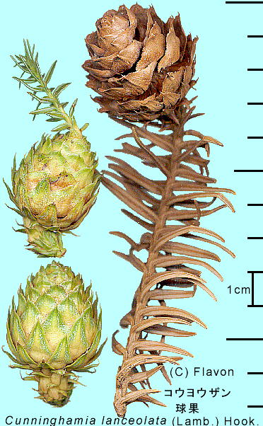 Cunninghamia lanceolata (Lamb.) Hook. REEU 