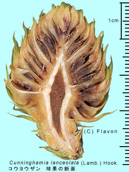 Cunninghamia lanceolata (Lamb.) Hook. REEU ʂ̏cf