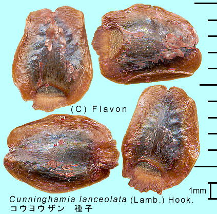 Cunninghamia lanceolata (Lamb.) Hook. REEU q
