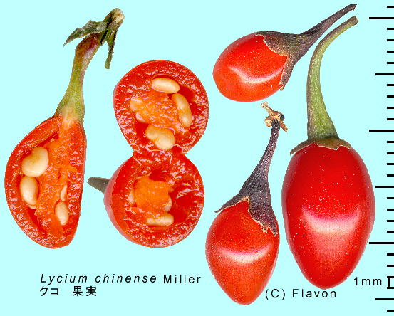 Lycium chinense Miller NR ʎ