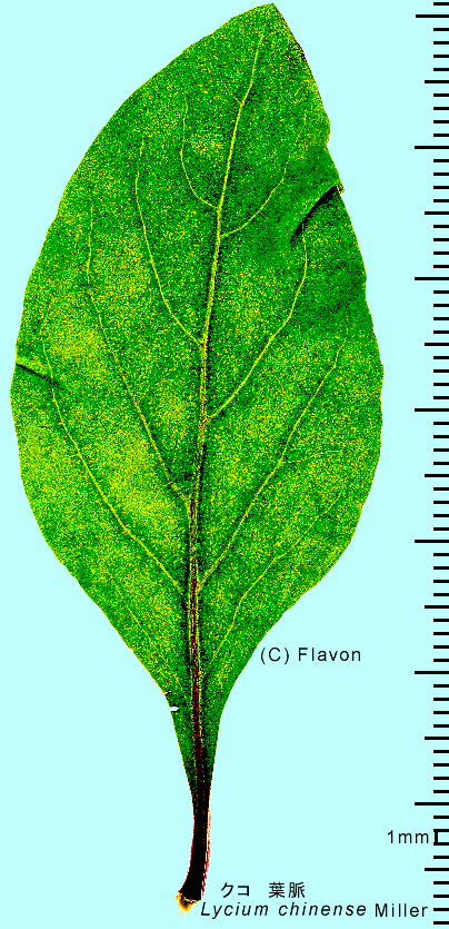 Lycium chinense Miller NR tEt