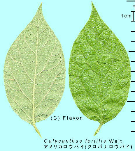 Calycanthus Floridus Var Glaucus フラボンの秘密の花園 アメリカロウバイ クロバナロウバイ 葉 葉脈