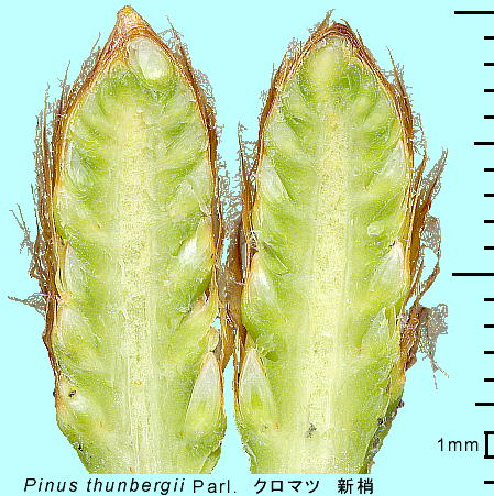 Pinus thunbergii Parl. N}c Vi݂ǂj[̒f