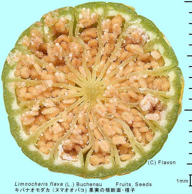 Limnocharis flava (L.) Bucheneu LoiI_J ik}IIoR) ʎ̉f