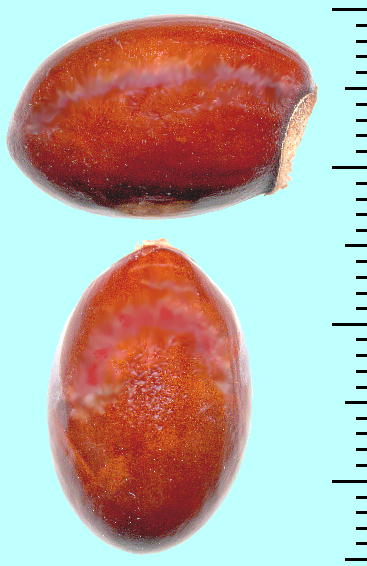 Litchi chinensis (Seeds) C` (CV) q