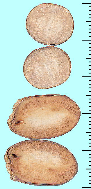Litchi chinensis (Seeds) C` (CV) qf