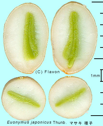 Euonymus japonicus Thunb. }TL q f