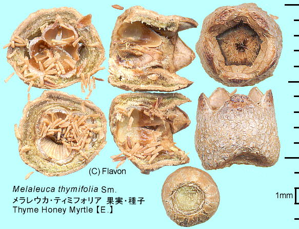 Melaleuca thymifolia Sm. EJEeB~tHA ʎEq