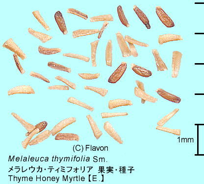 Melaleuca thymifolia Sm. EJEeB~tHA q