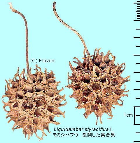 Liquidambar styraciflua L. ~WotE JW