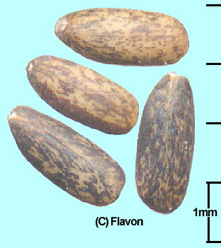 Monardella odoratissima ifEIheBbV} q