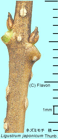 Ligustrum japonicum Thunb. lY~` }