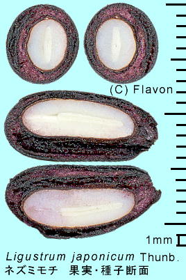 Ligustrum japonicum Thunb. lY~` ʎEq f