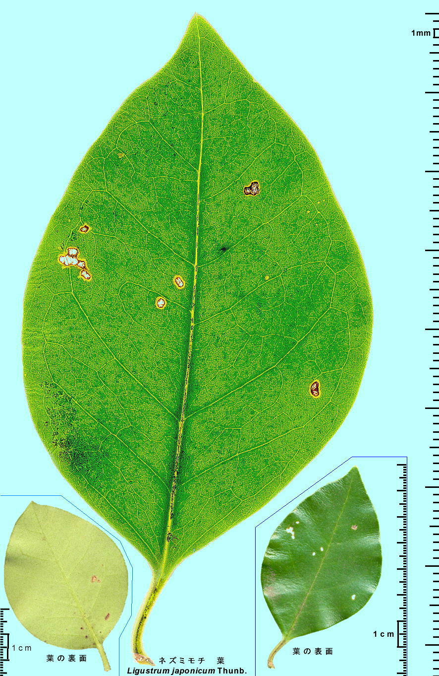 Ligustrum japonicum Thunb. lY~` tEt