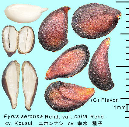 Pyrus pyrifolia Nakai var. culta (Makino) Nakai cv. Kousui jziV 'K' q