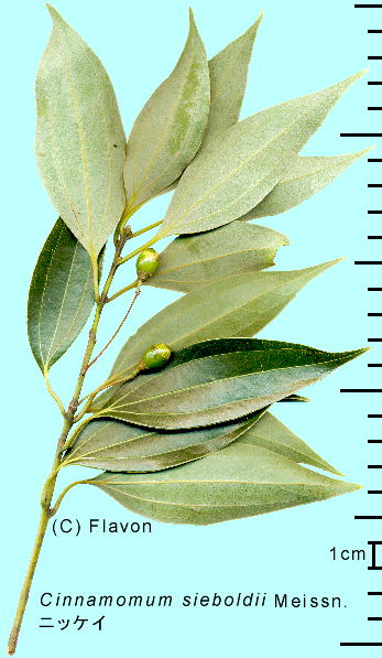 Cinnamomum sieboldii Meissn. jbPC ʂ}