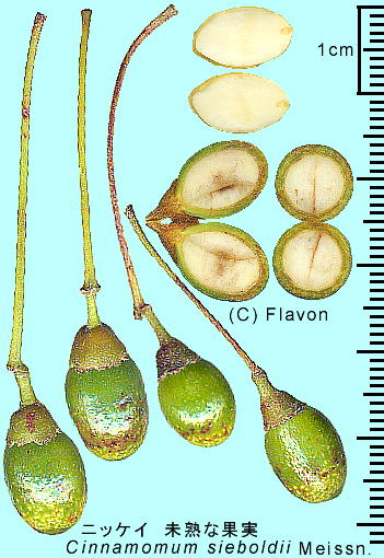 Cinnamomum sieboldii Meissn. jbPC ʎ