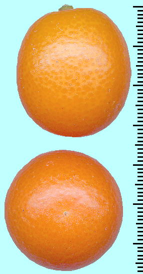Citrus japonica 'Crassifolia' (Fruits) j|ELJ ʎ