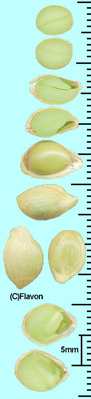Citrus japonica 'Crassifolia' (Seeds) j|ELJ q