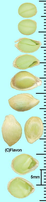 Citrus japonica 'Crassifolia' (Seeds) j|ELJ q