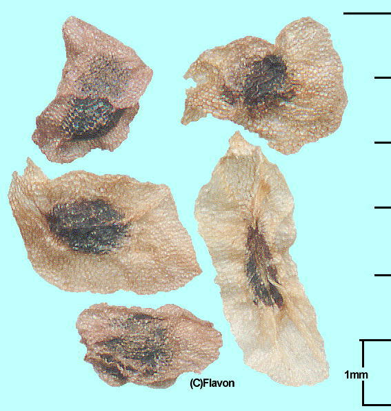 Nothochelone nemorosa (Seeds) mgPlElT q