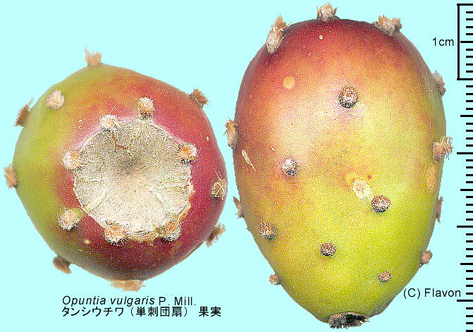 Opuntia ficus-indica (L.) Mill. ^VE` (Phc) ʎ