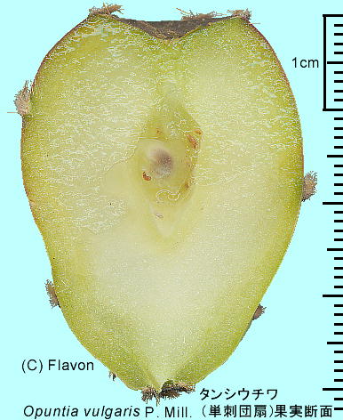 Opuntia ficus-indica (L.) Mill. ^VE` (Phc) ʎ̒f