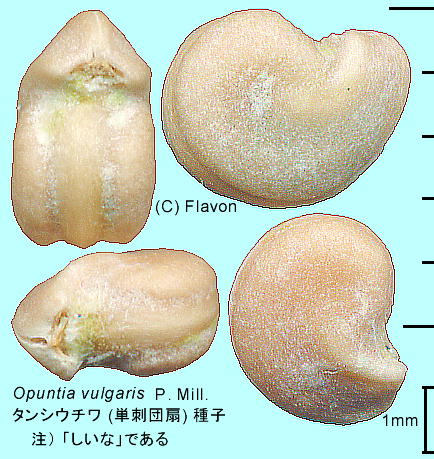 Opuntia ficus-indica (L.) Mill. ^VE` (Phc) q