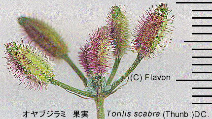 Torilis scabra (Thunb.) DC. IuW~ ʎ