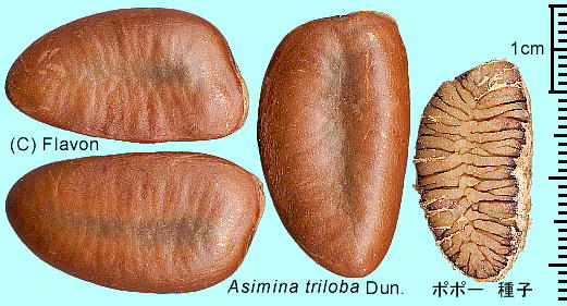 Asimina triloba Dun. ||[ q