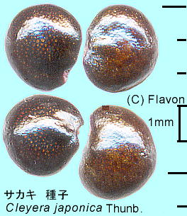 Cleyera japonica Thunb. TJL q