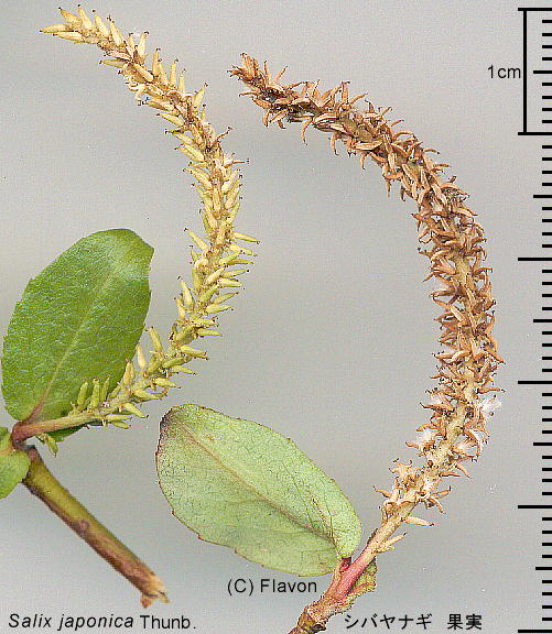 Salix japonica Thunb. VoiM ʎ
